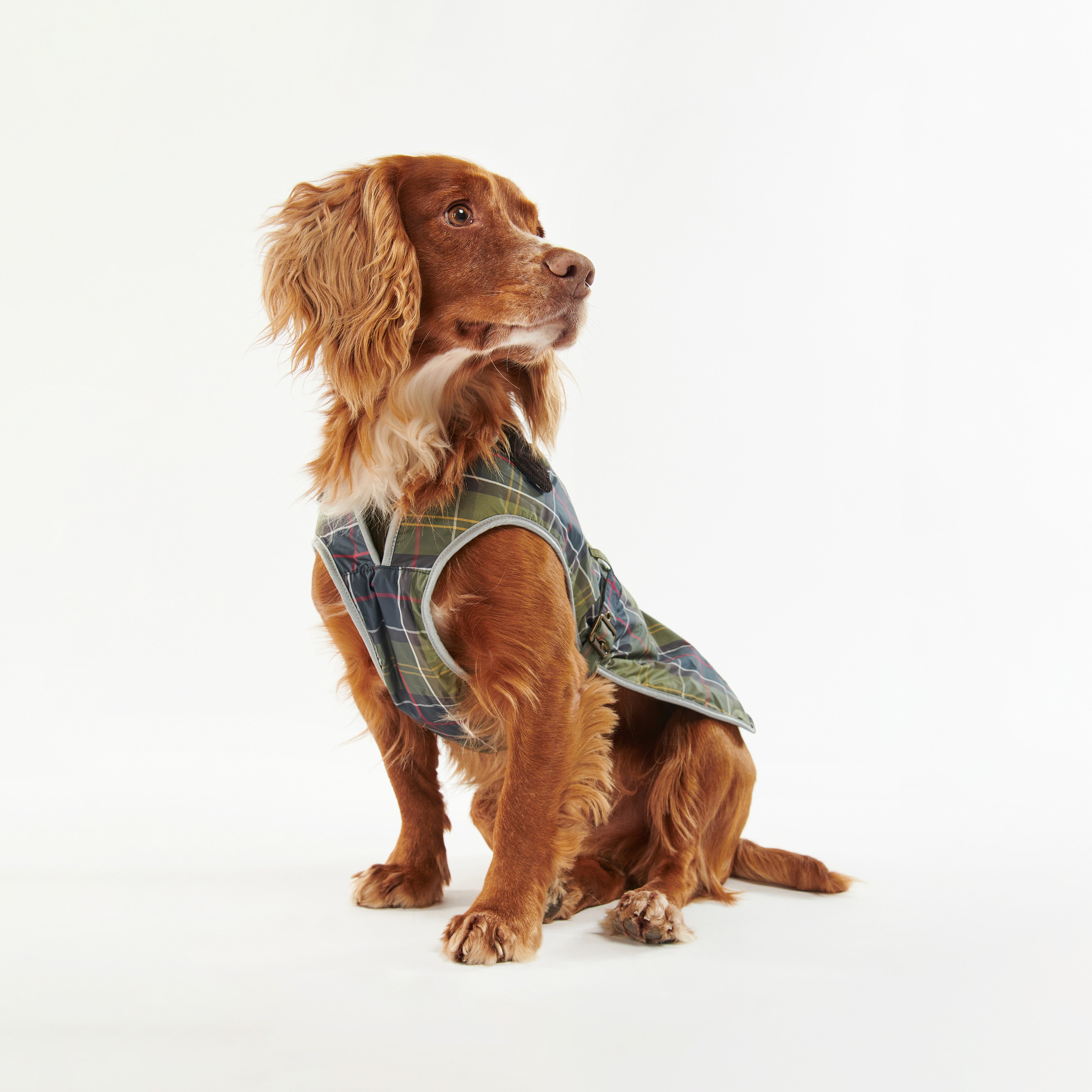 A brown dog wearing a Barbour Tartan Waterproof Dog Coat in green and blue sits on a white background, gazing slightly to the left.