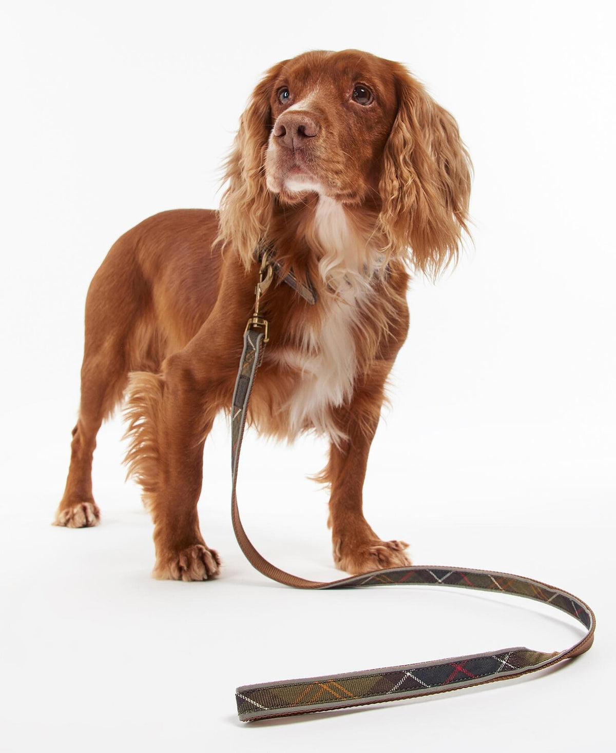 Barbour Dog Reflective Dog Lead