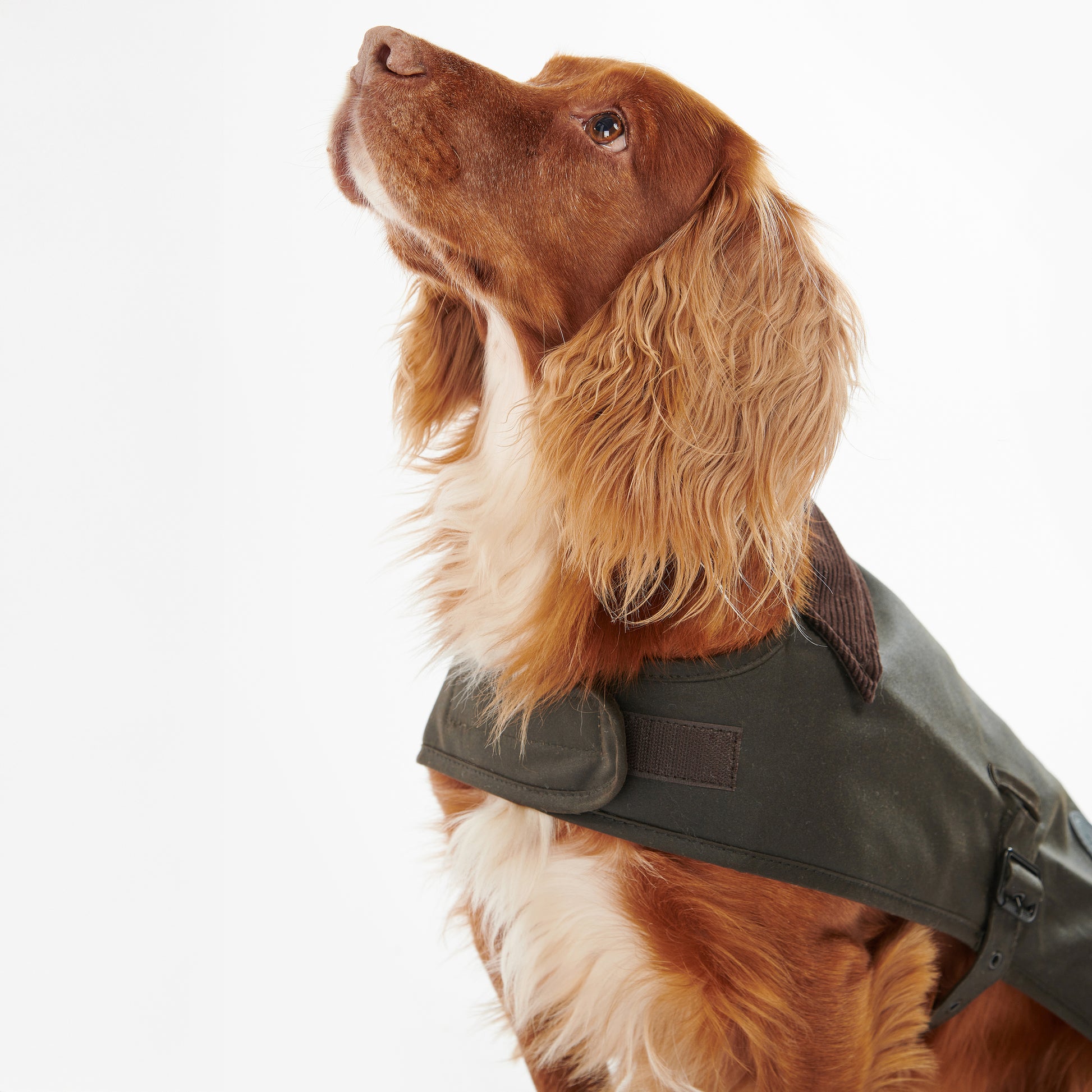 Barbour Dog Wax Dog Coat - Olive