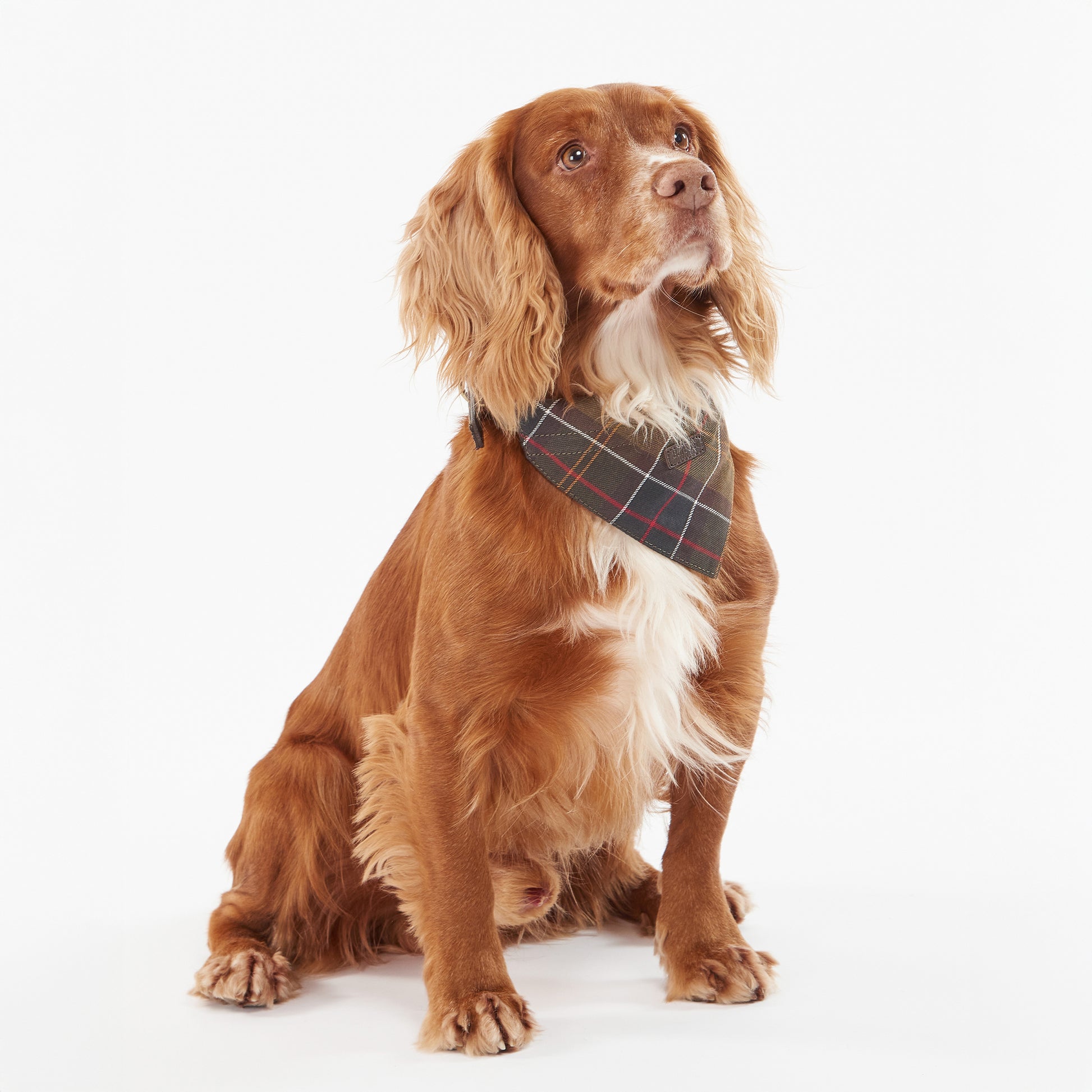 Barbour Pet Bandana Tartan Dog Bandana