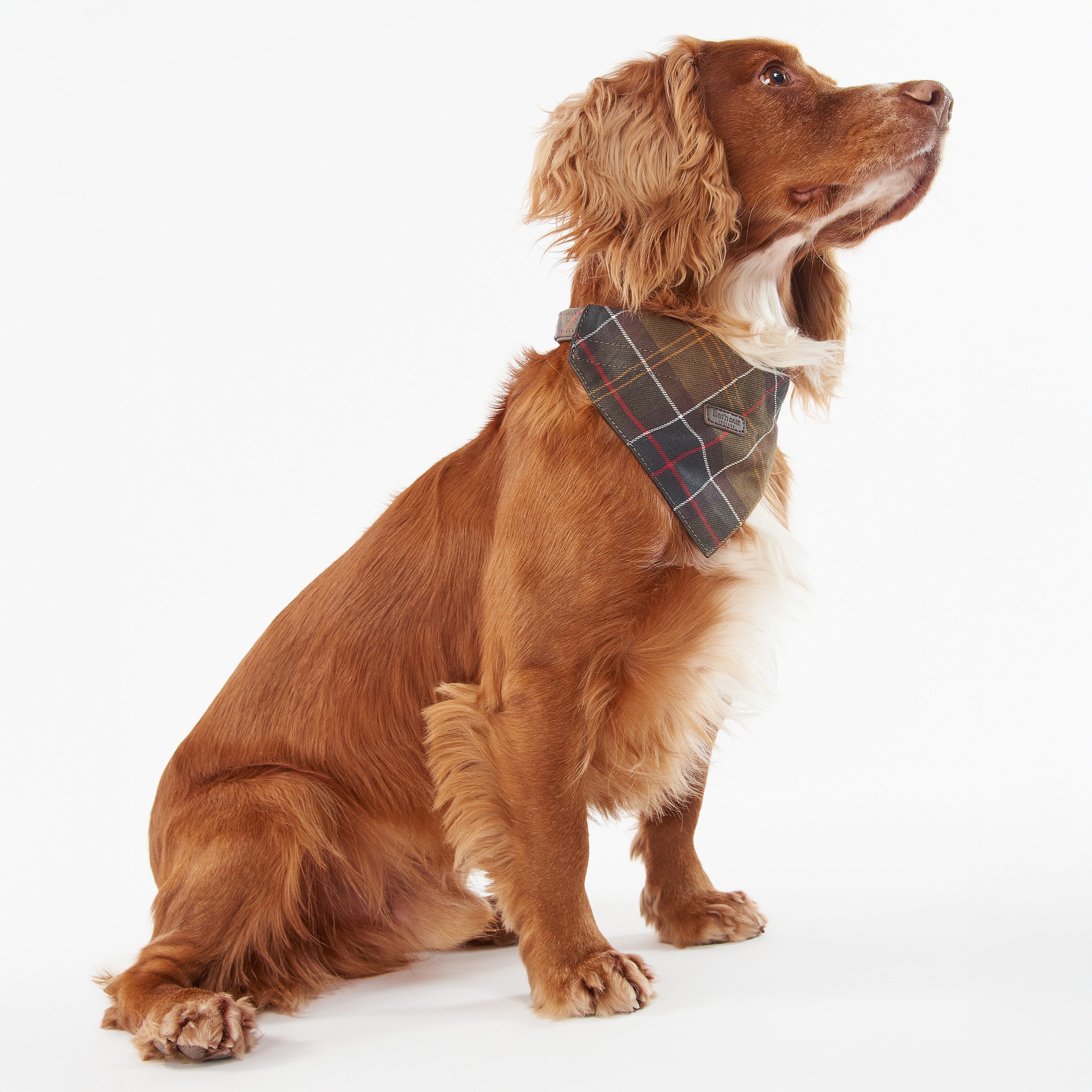 Barbour Pet Bandana Tartan Dog Bandana